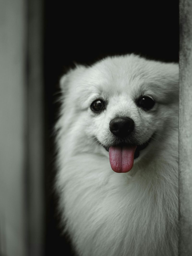 14 tiny dog breeds with huge personalities and zero fear 7 Pomeranian