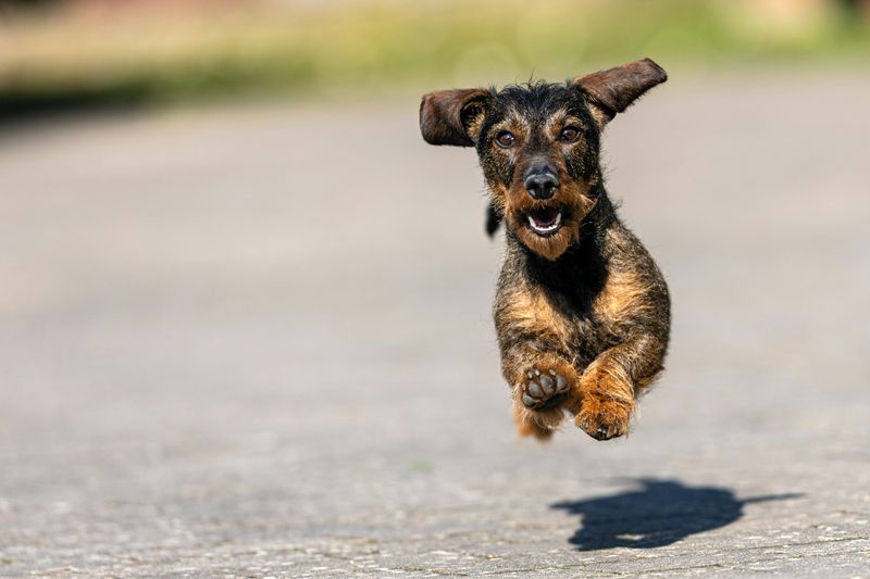 Dachshund
