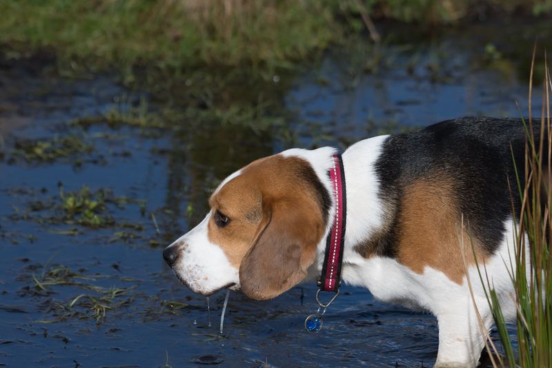 Labrador Retrievers are fantastic - but these 14 breeds bring something equally special 10 Beagle