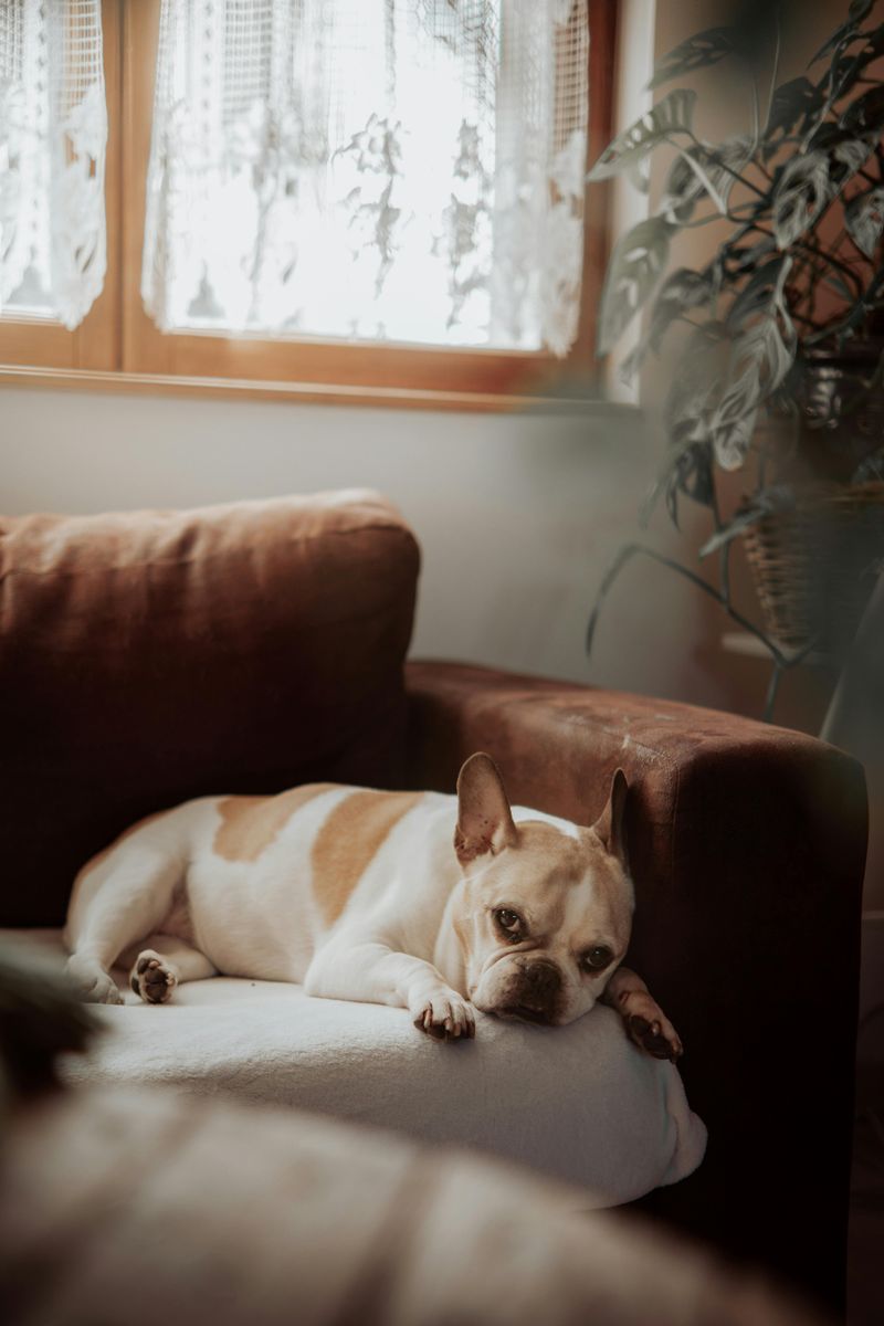 25 Dog Breeds Known for Their Relaxed Temperament and Love of Comfort 18 French Bulldog