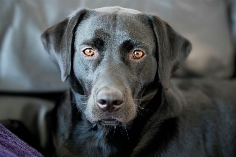 14 active dog breeds known for destructive behavior when under-stimulated 15 Labrador Retriever