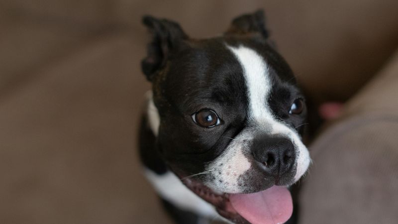 Boston Terrier