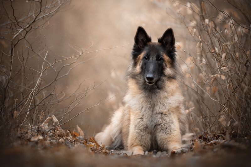 14 Protective Dog Breeds That Stay Loyal and Focused on Their Family 11 Belgian Tervuren