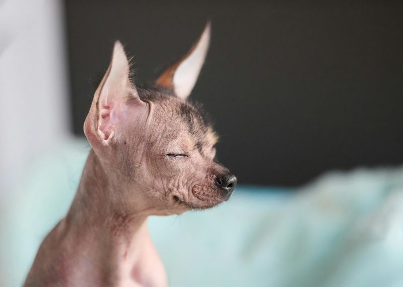 Xoloitzcuintli