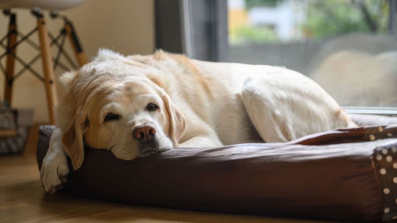 Difficulty getting up