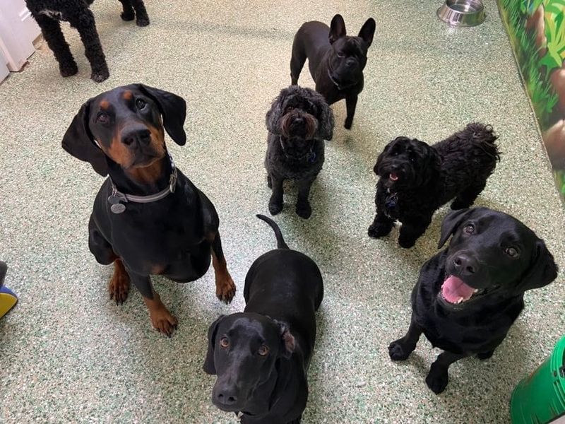 Black dogs are naturally more aggressive.