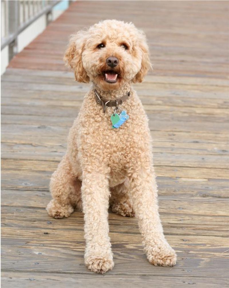 Labradoodle
