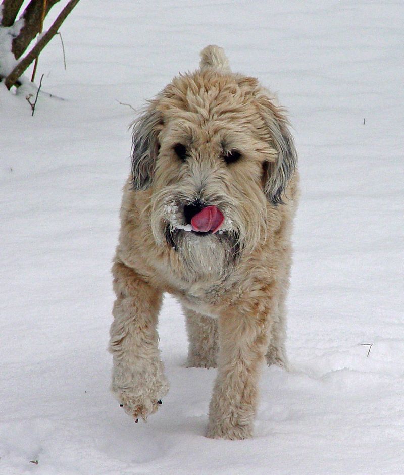 Soft Coated Wheaten Terrier