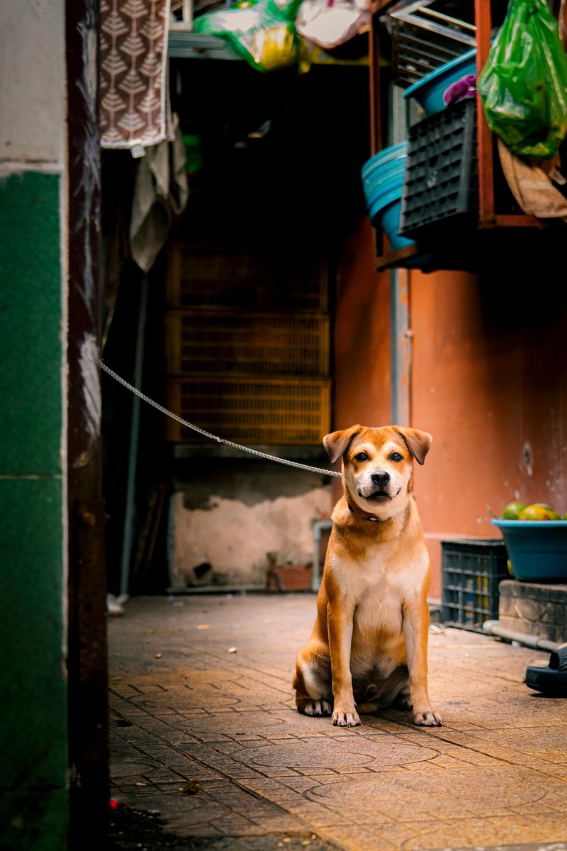 10 dogs whose popularity can create unexpected security concerns - plus 2 ways to reduce the risk 12 Never Leave Pups Alone Outside Shops or in Open Yards