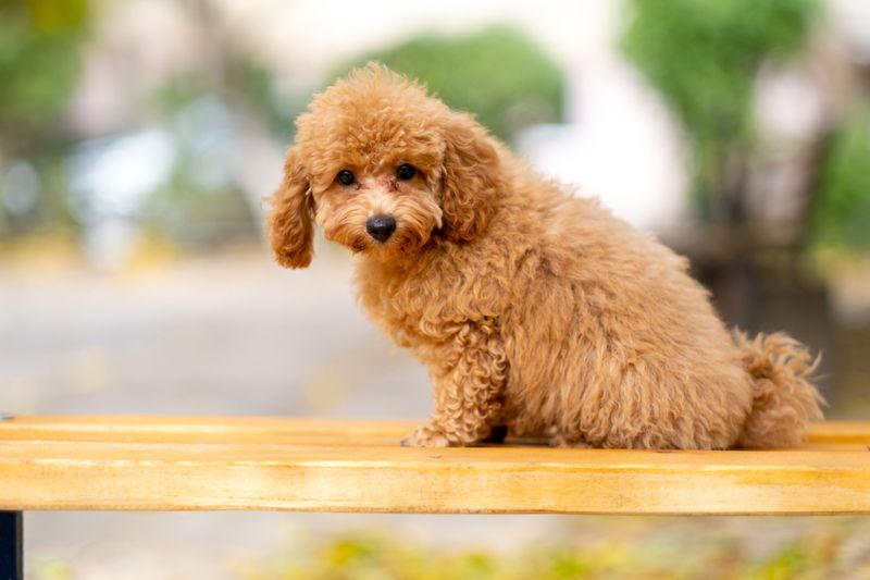 Careful breed research can make these dogs especially interesting choices 8 Miniature Poodle