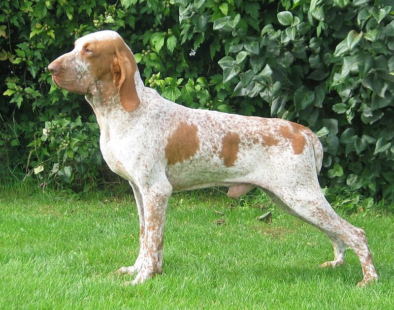Bracco italiano