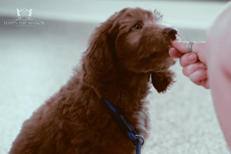 These 15 Dog Toys Can Boost Brain Power, According to Vets 11 Frozen Kong-Style Stuffable Chew