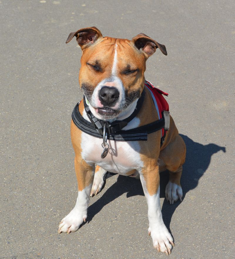 13 dog breeds that spark behavior debates - and why the data deserves a closer look 13 Staffordshire Bull Terrier