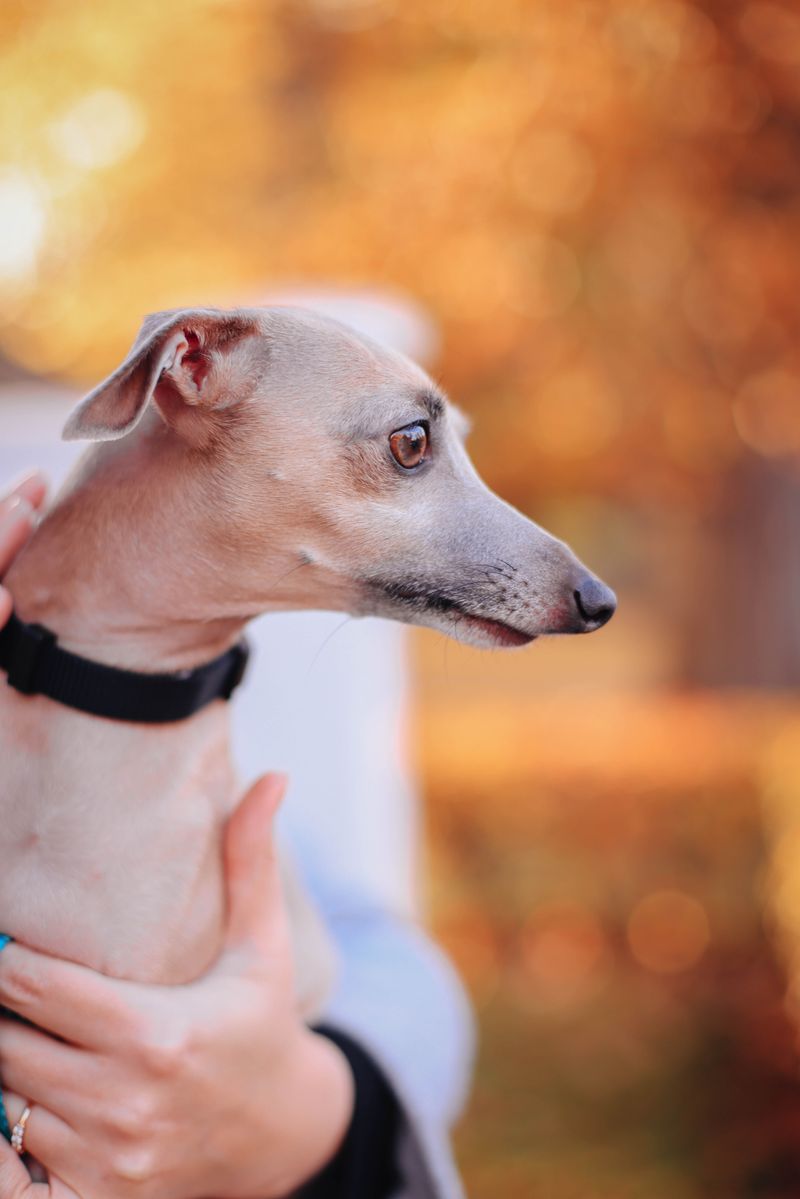 Italian Greyhound