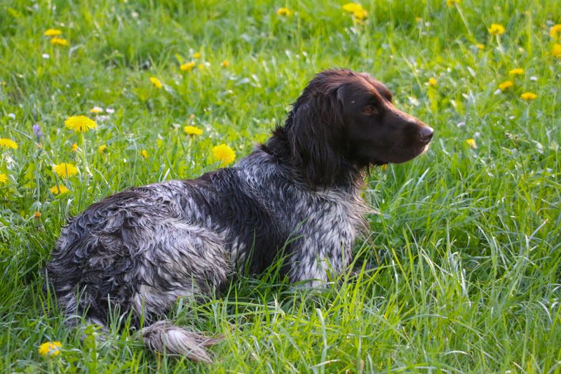 You adopted a pet - but these 12 rare dog breeds may think you just gave them a job 11 German Wirehaired Pointer