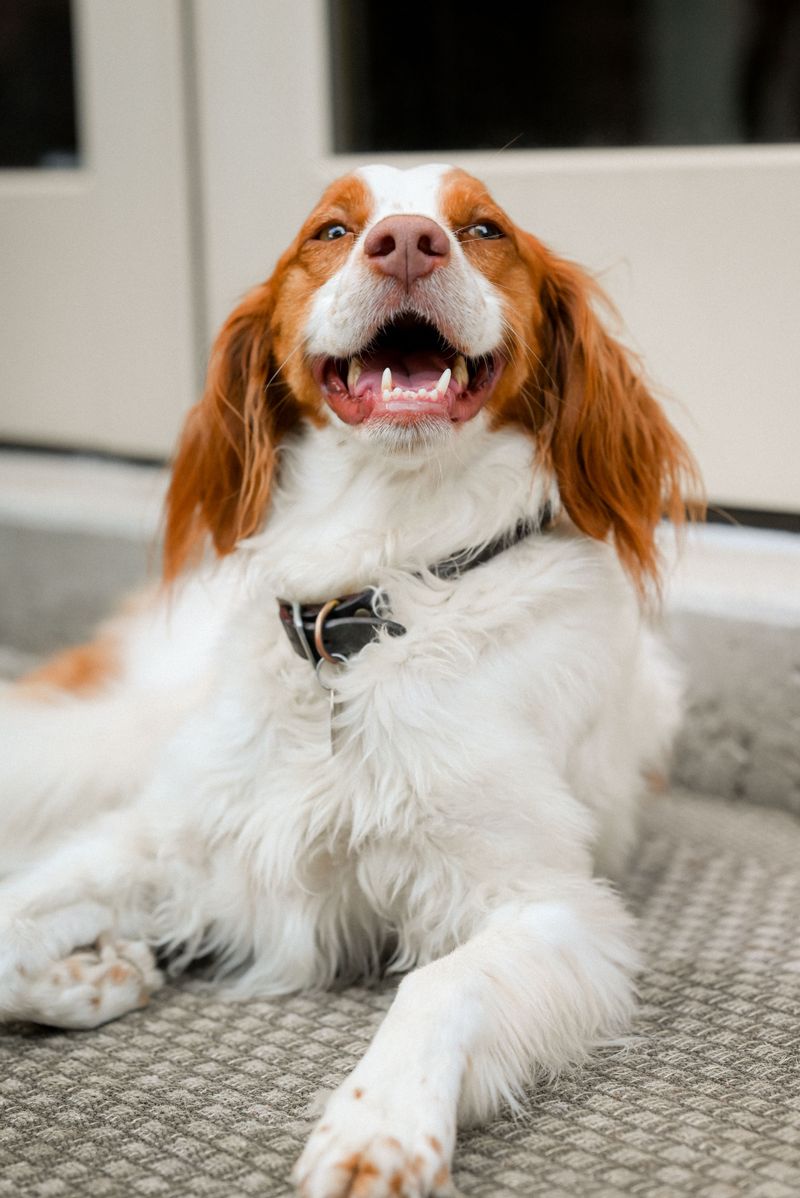 The best-kept secret among experienced owners may be these 13 underrated dog breeds 7 Brittany
