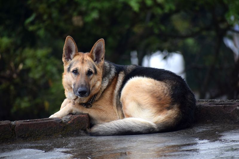 Calm enough to sleep beside you, alert enough to notice unusual activity - These breeds can offer both traits 4 German Shepherd: A Watchful Housemate