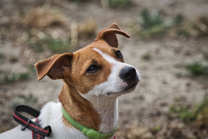 Think your dog is distracted on walks? Their nose may be telling them far more than you realize 11 Jack Russell Terrier - the tiny sleuth