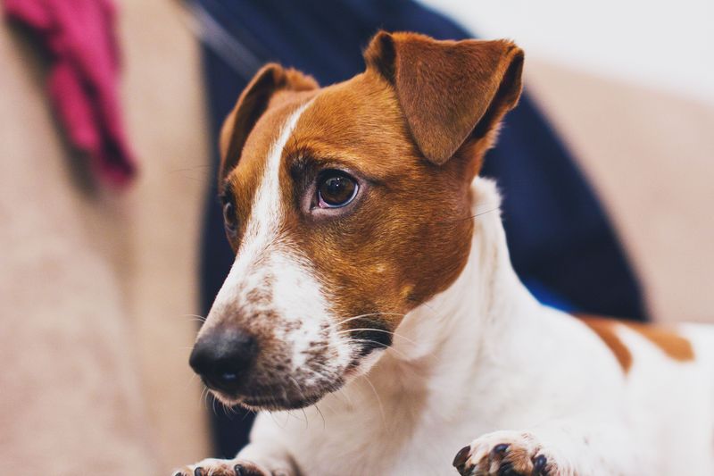 Jack Russell Terrier