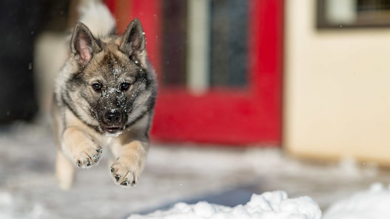 These dog breeds weren't developed for easy quarry - their hunting histories involved serious challenges 7 Norwegian Elkhound