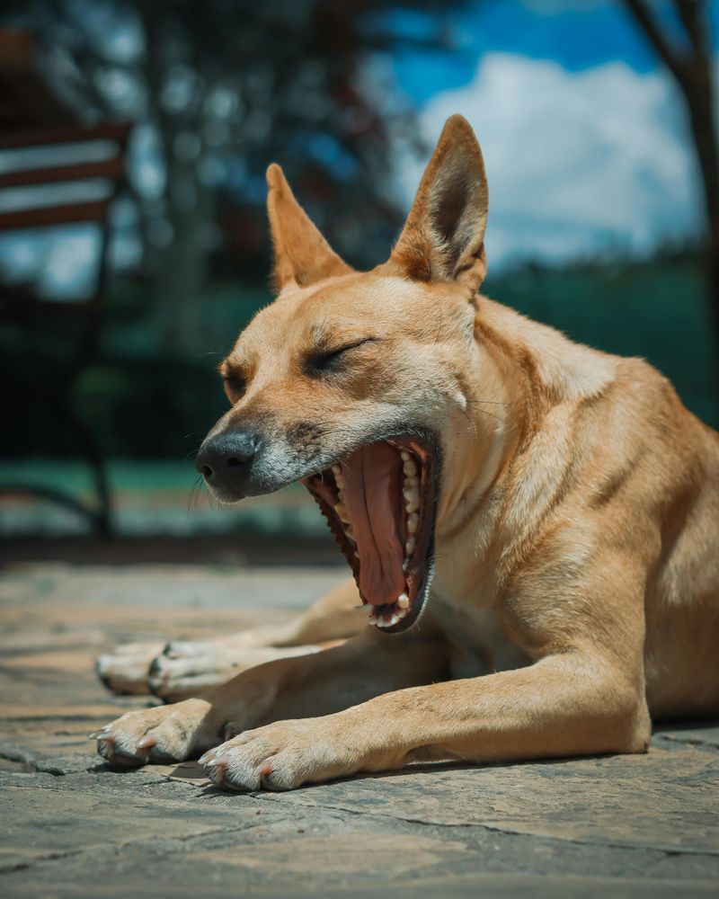 Some dogs yawn when stressed, not sleepy