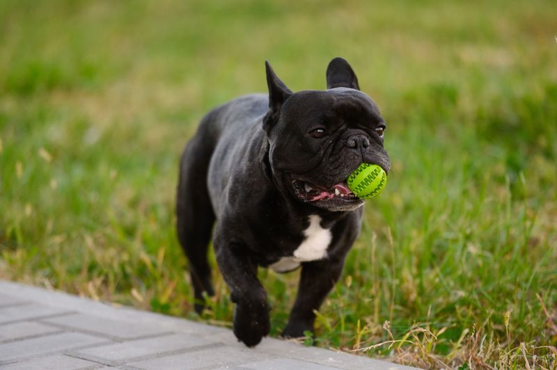 Think purebred dogs are expensive? These 12 breeds take it to another level 5 French Bulldog