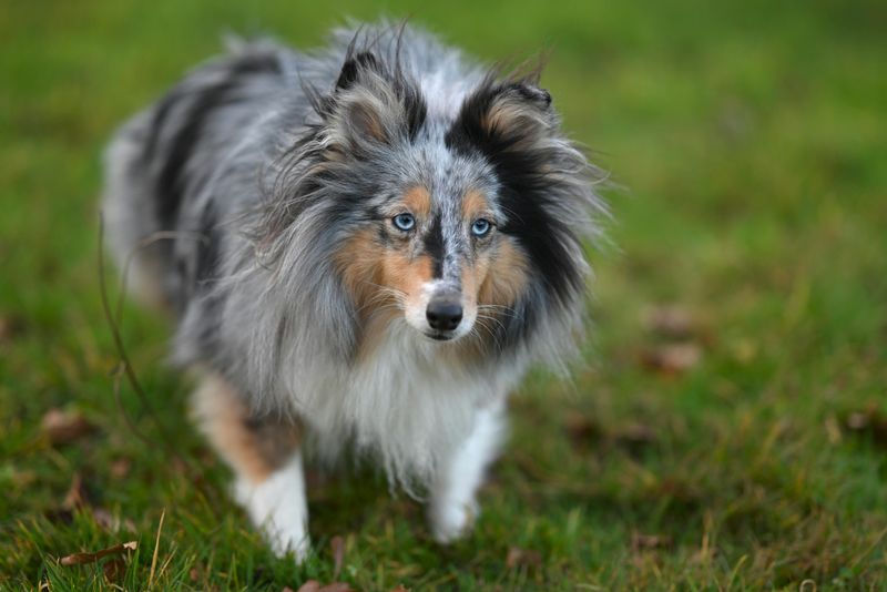 10 Dog Breeds Known for Reading Human Emotions Almost Instantly 9 Shetland Sheepdog