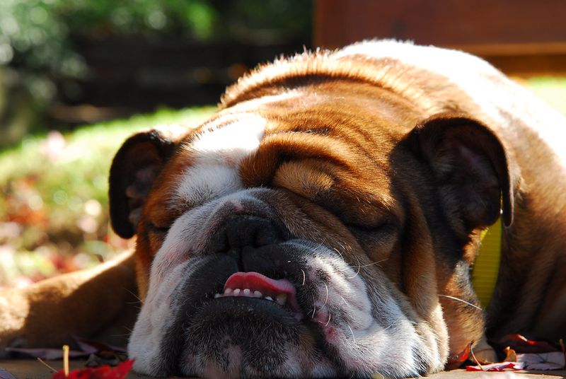 Prefer coffee before cardio? These laid-back dogs may understand you perfectly 2 English Bulldog