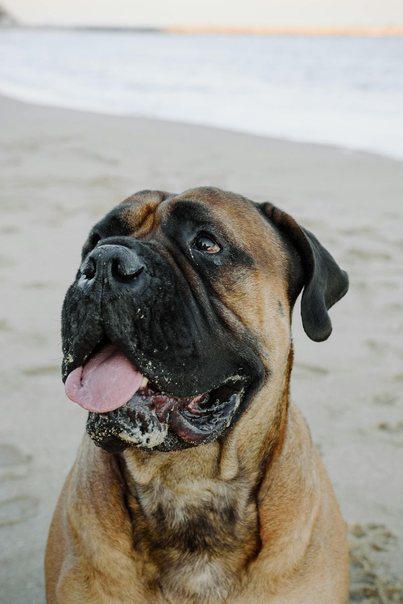 Bullmastiff