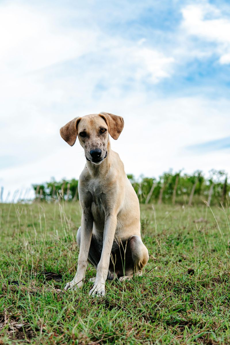 “Quiet Luxury” Pets Are a Thing Now - 11 Breeds People Pick for a Calm, High-End Home Vibe 5 Sloughi