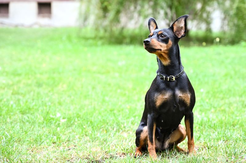 Small enough for your lap doesn't necessarily mean too small to sound the alarm 7 Miniature Pinscher - alert in a royal stride