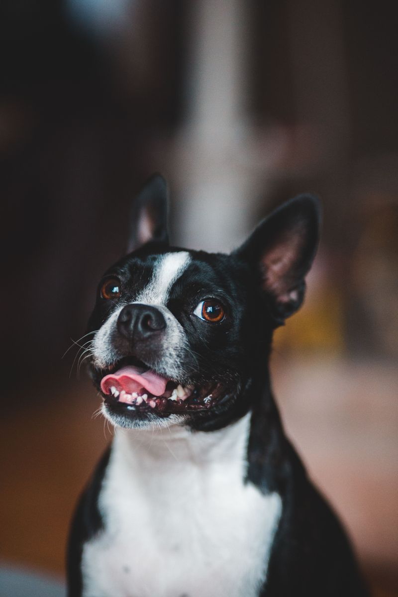 The best dog for everyday life may be the one that doesn't demand your entire lifestyle change 3 Boston Terrier