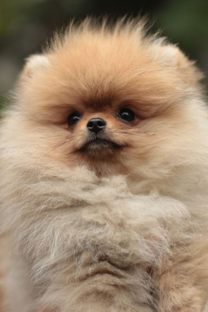 Getting a great photo can feel almost effortless with these naturally camera-friendly dogs 5 Pomeranian - tiny fluff, huge charisma