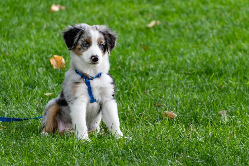 Miniature American Shepherd