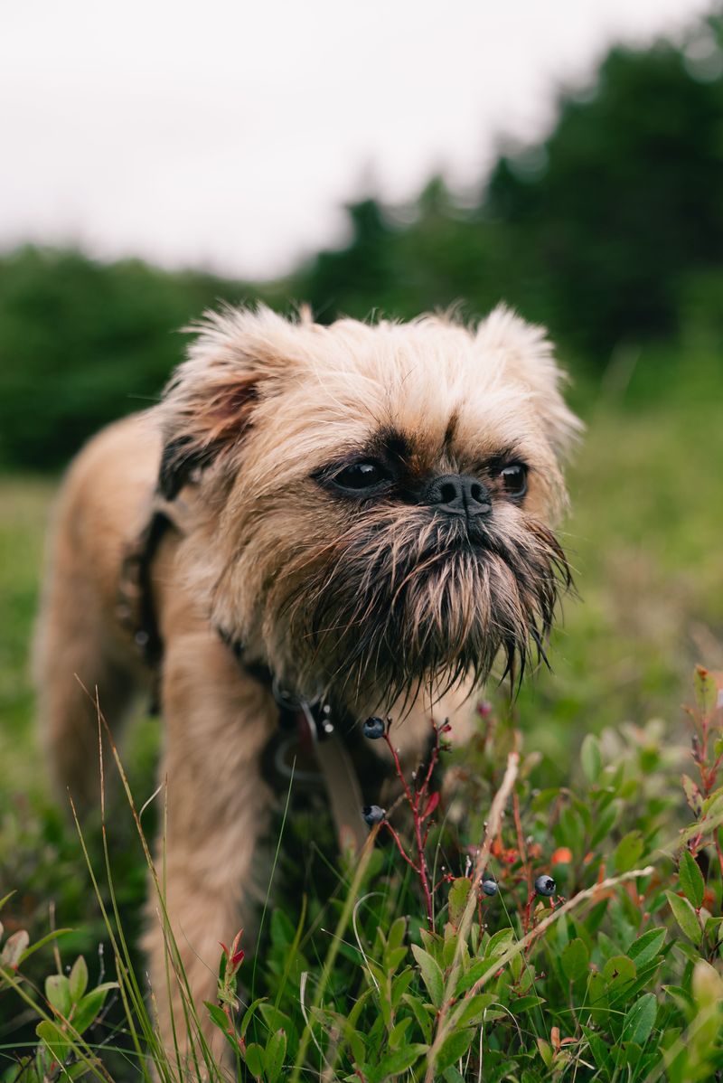 If personal space is precious, these breeds may test that belief from day one 12 Brussels Griffon