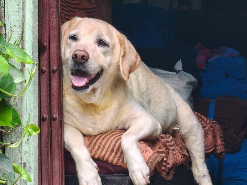 Labrador Retriever