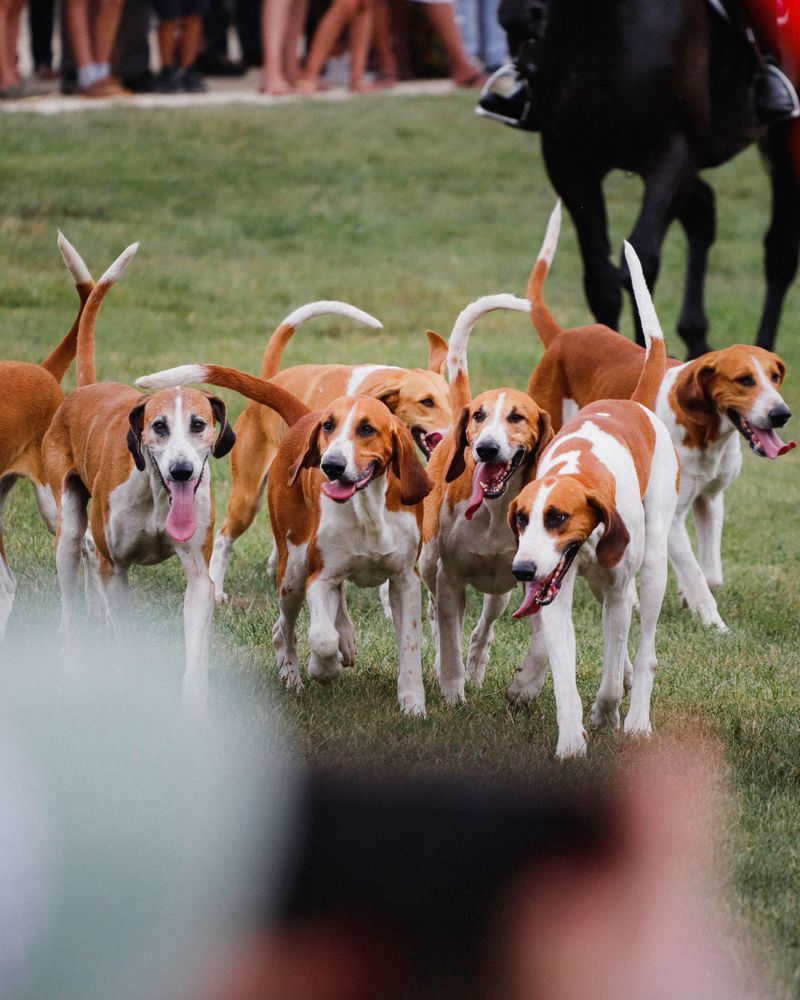 10 dogs that may choose an exciting scent over your voice - plus 2 that are often more handler-focused 8 Foxhounds Follow the Pack's Nose