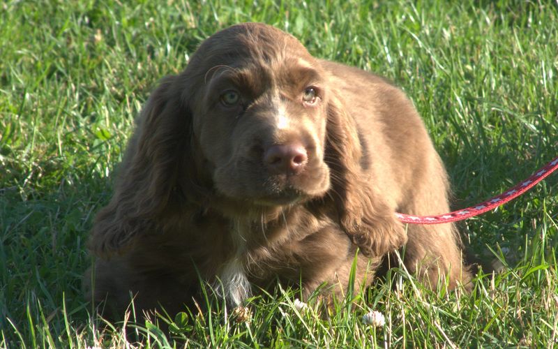 15 breeds that get intensely attached to routines and hate changes 3 Sussex Spaniel