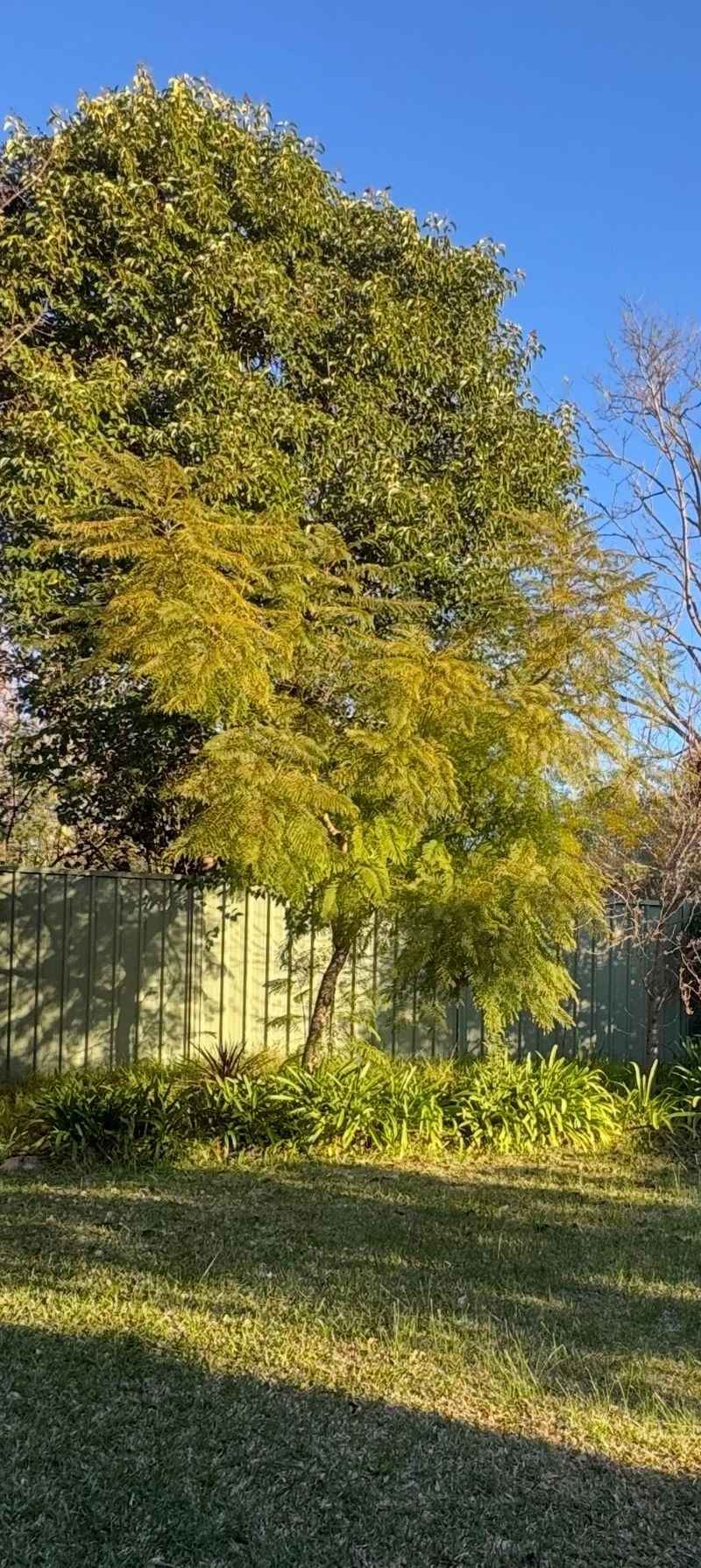 The Quiet Guardian in the Trees
