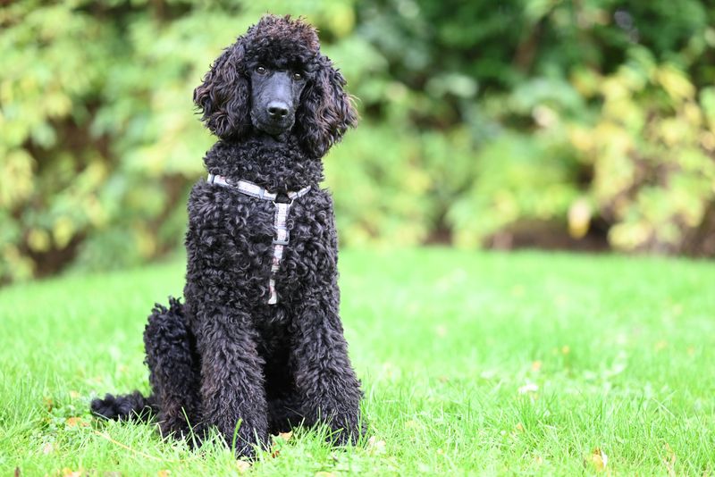 10 dog breeds highly tuned into human movement and emotion 11 Standard Poodle