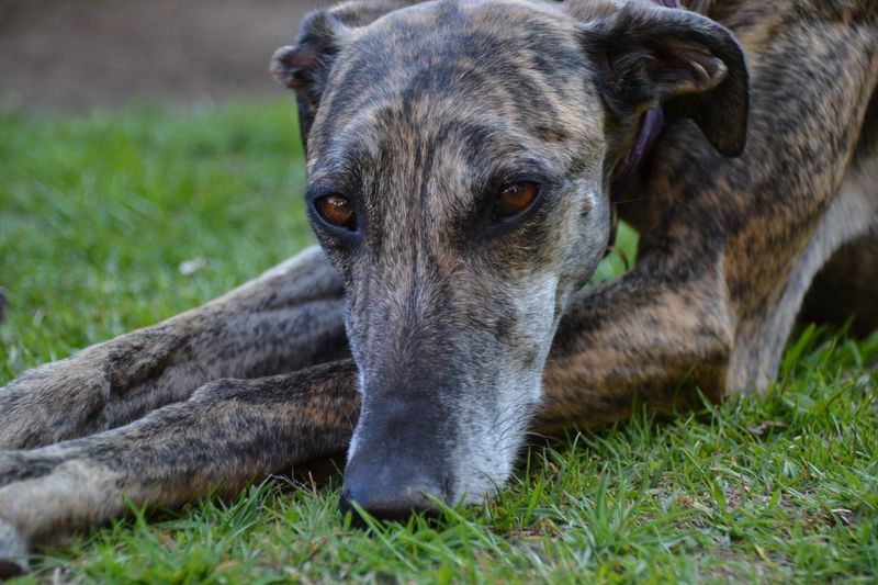 Greyhound