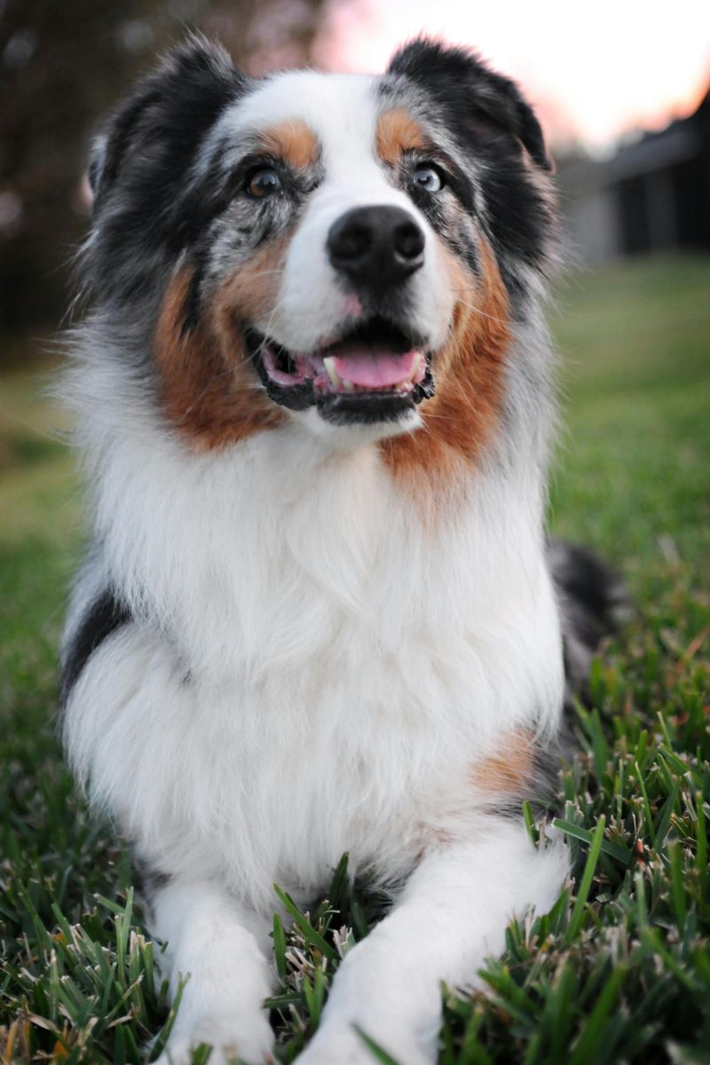 Retractable leash debates are back - these 10 breeds are mentioned the most 11 Australian Shepherd