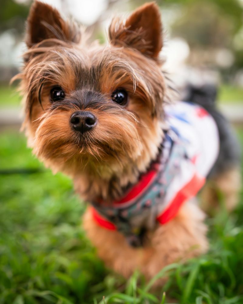Yorkshire Terrier