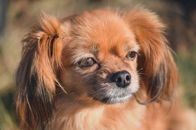 They'll happily share your day - but these dog breeds don't need to control every minute of it 9 Tibetan Spaniel