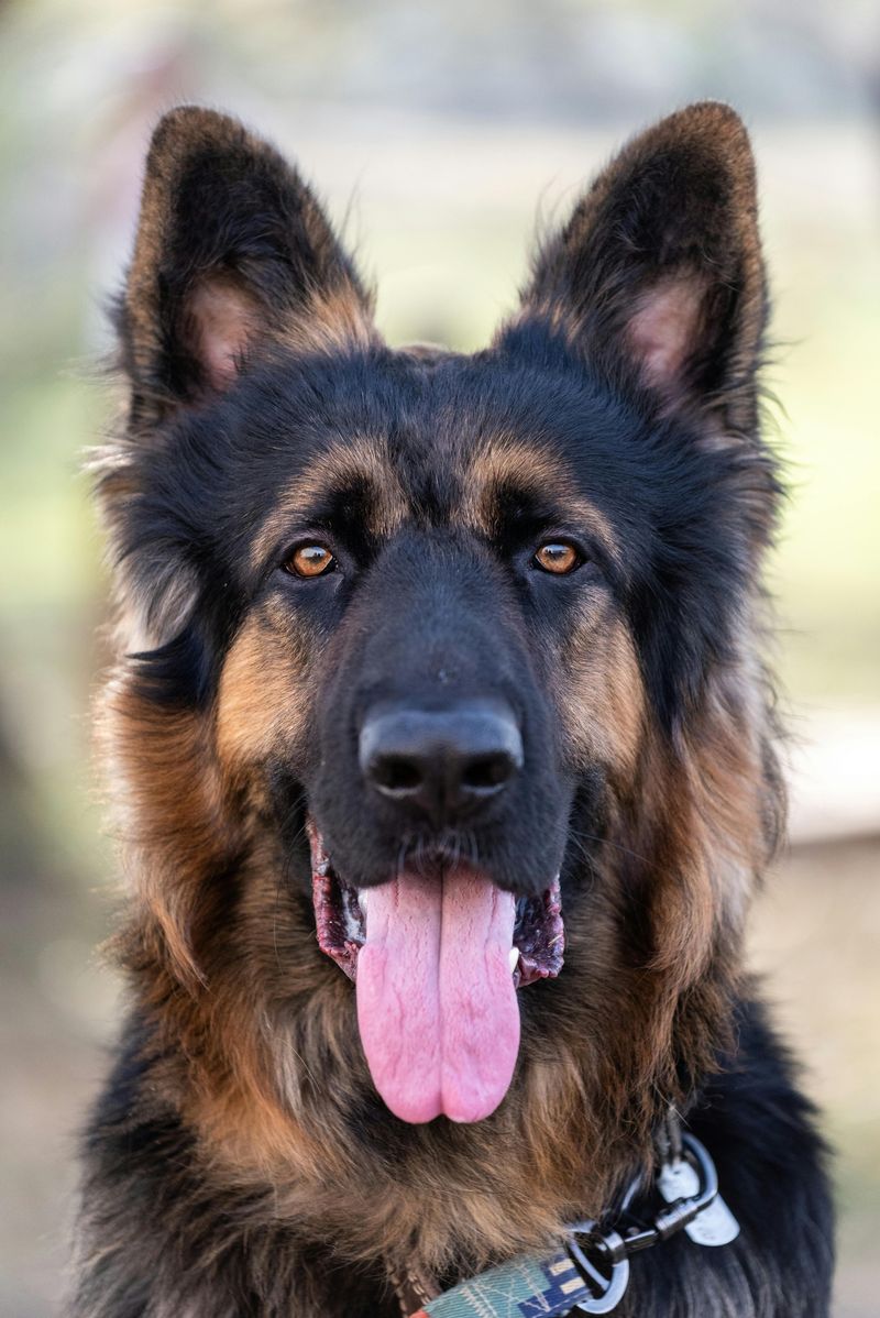 German Shepherd Dog