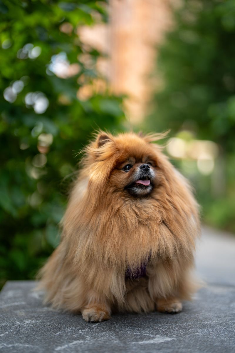 Silence isn't exactly the specialty of these famously vocal dog breeds 8 Pomeranian