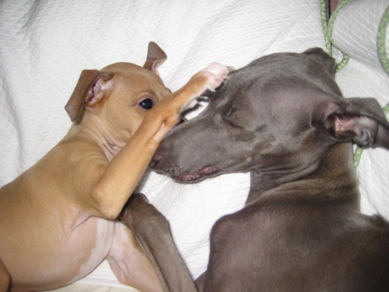 17 dog breeds that can turn an ordinary blanket into their entire personality for the day 3 Italian Greyhound