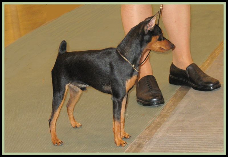 15 tidy dogs that somehow combine cleanliness with a bossy streak 11 Miniature Pinscher