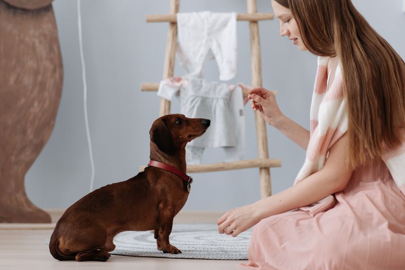 10 small dog breeds that quietly pick their person - plus 3 that refuse to choose sides 3 Dachshund - long body, longer loyalty