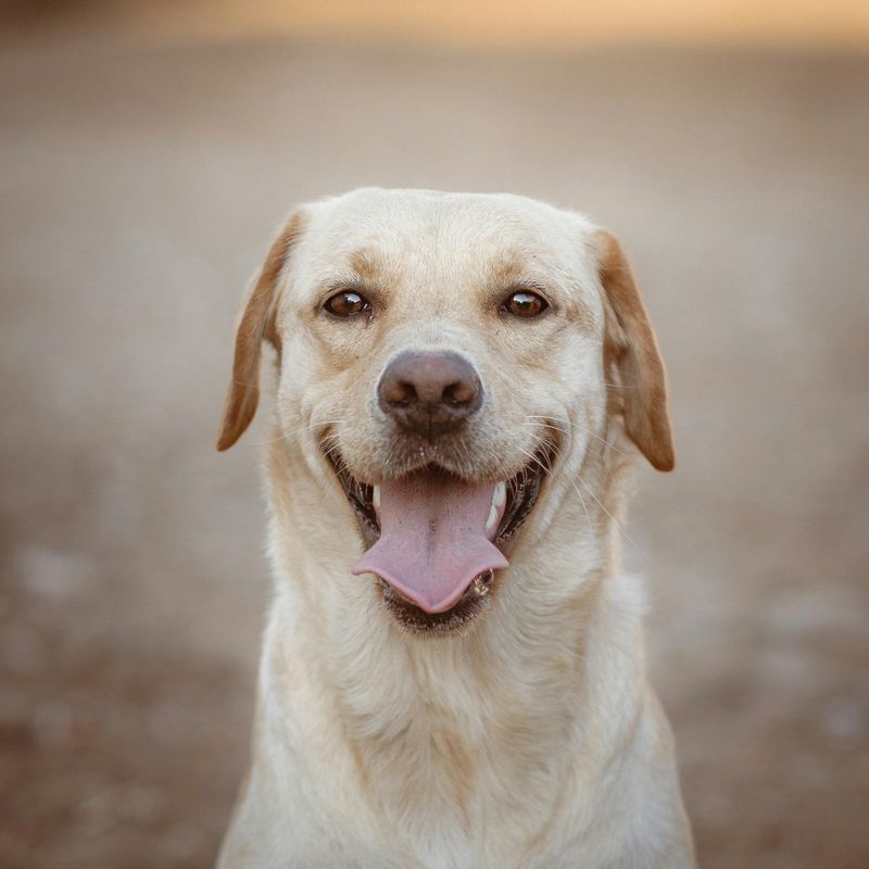 13 calm-looking dogs with instincts so sharp they can read a room instantly 6 Labrador Retriever